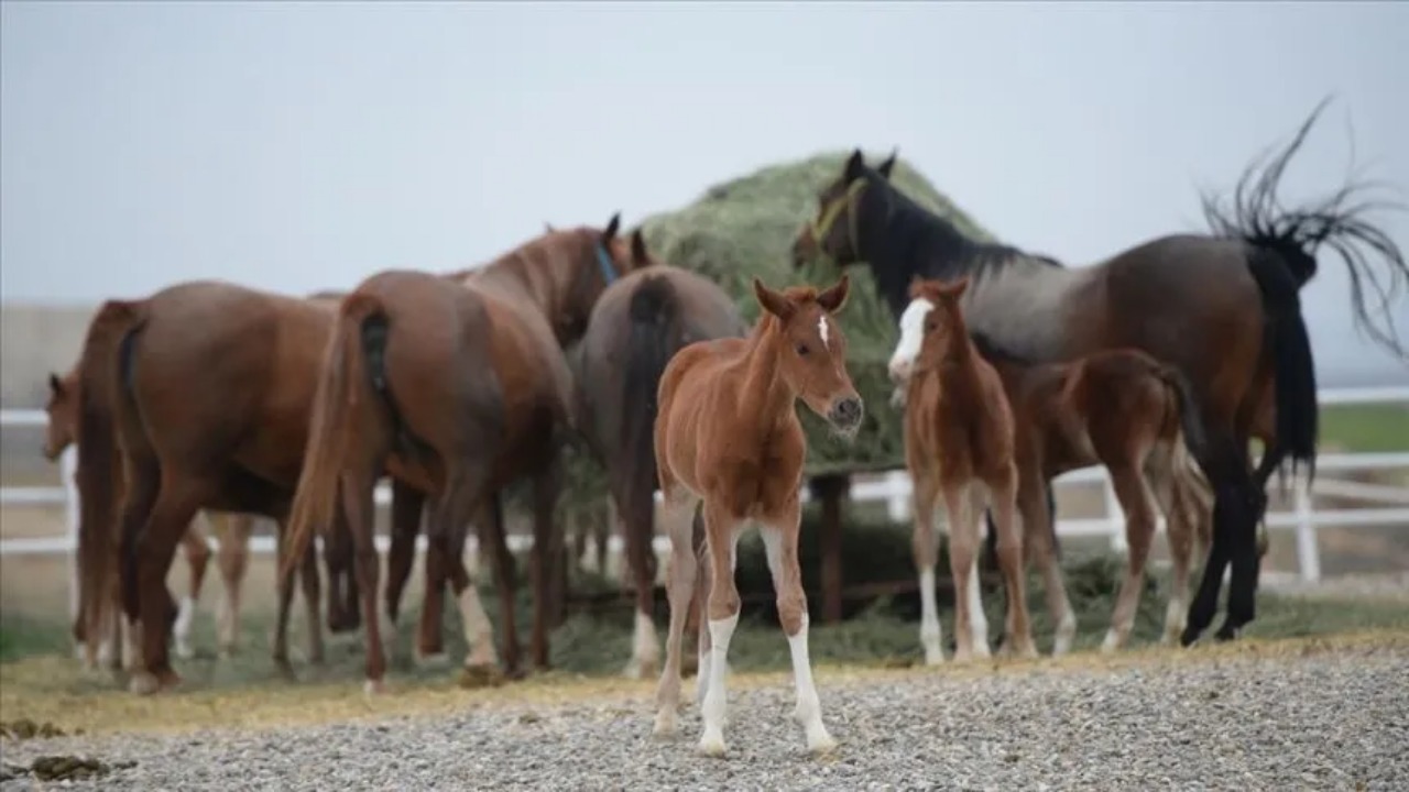 15 Safkan Arap Koşu Tayı Satışa Çıkıyor: İhale Tarihi Belli Oldu