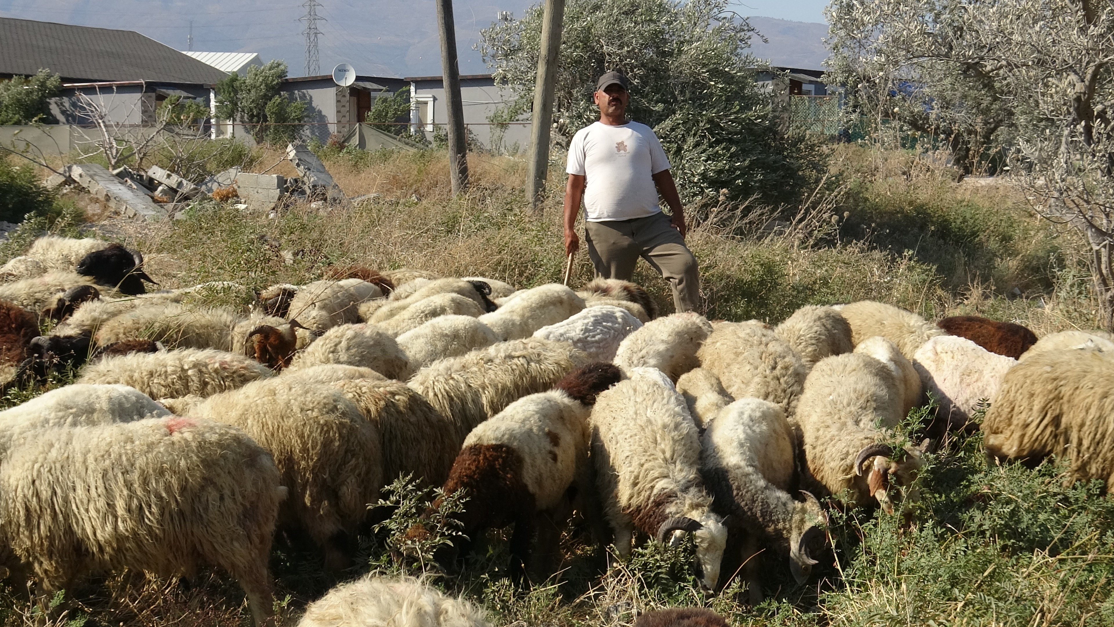 80 Bin TL Maaş Veriyor, Çalışacak Adam Bulamıyor: Hatay'da 40 Derecede Zorlu Çobanlık Mesaisi