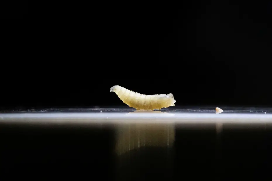 ABD'de Korkutan Gelişme: Canlı Dokuyu Tüketen Screwworm Paraziti 60 Yıl Sonra Geri Döndü