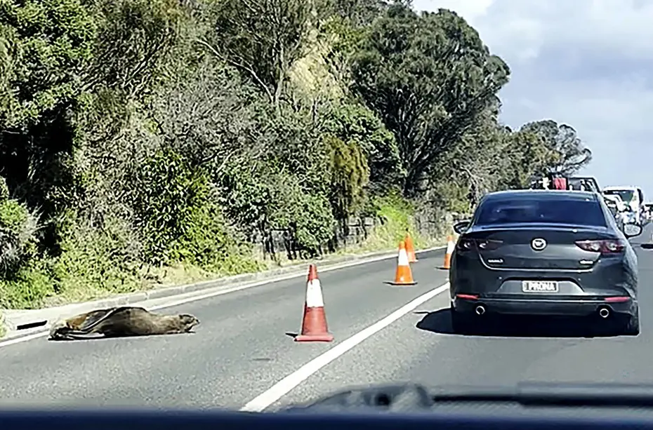 Avustralya'da Trafikte İlginç Anlar: Yolda Uyuyan Fok Şaşkınlık Yarattı