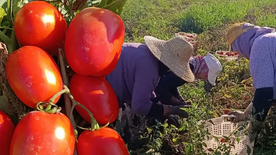Aydında Domates Hasadı Başladı: 12 Bin Dekarlık Alanda Büyük Hareketlilik