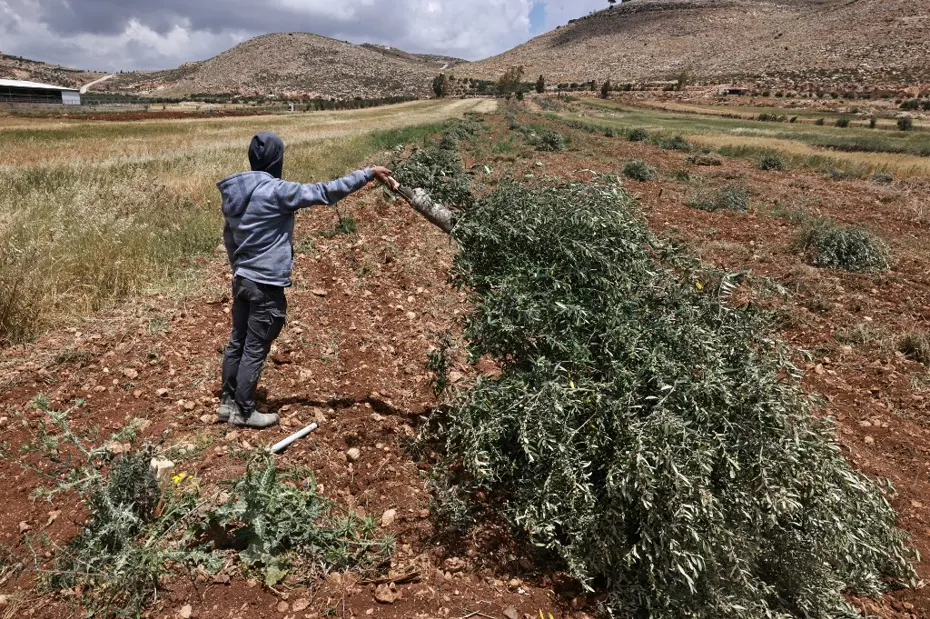 Batı Şeria'da Gerilim Tırmanıyor: Yerleşimcilerden Zeytin Ağaçlarına Saldırı