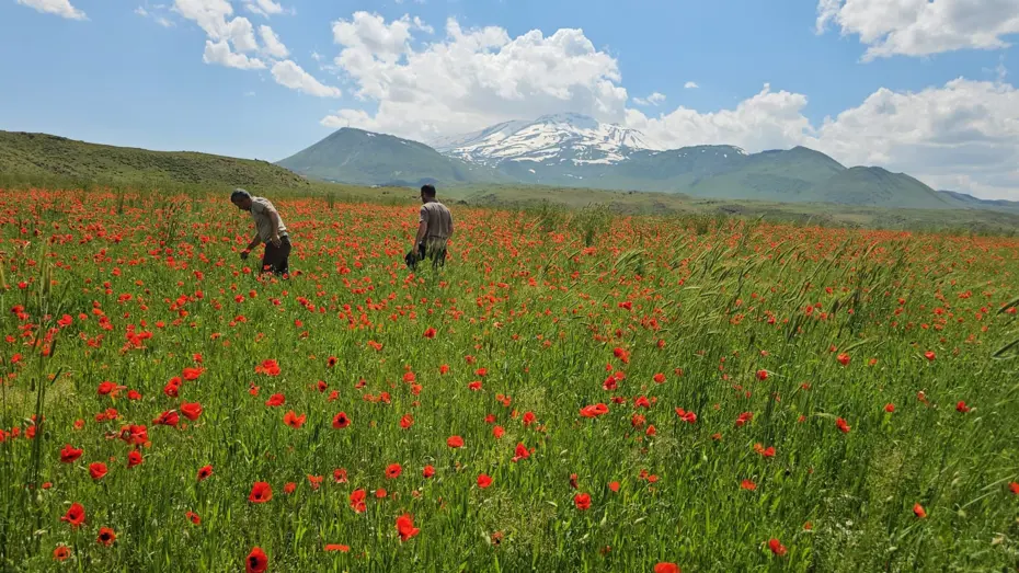 Bitlis'te Bahar Şöleni: Süphan Dağı'nda Kar ve Gelinciklerin Eşsiz Uyumu