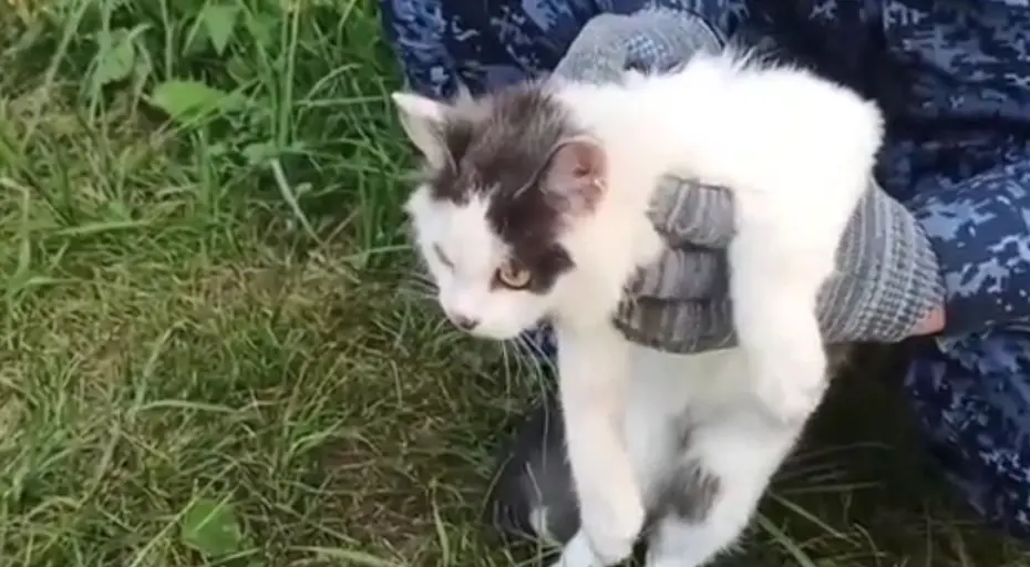 Cezaevine Kedi Üzerinden Uyuşturucu Sevkiyatı Girişimi
