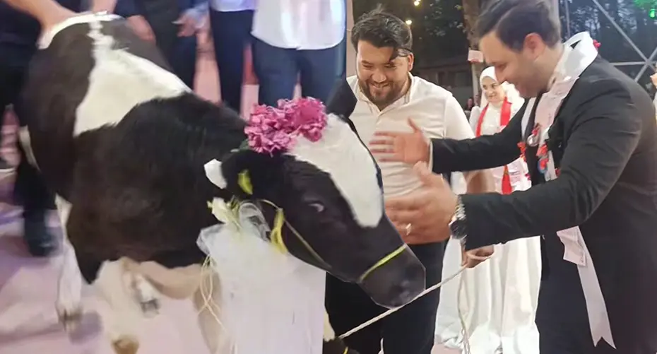 Düğünde Sıra Dışı Hediye: Hayvancılık Yapan Damada Canlı Hayvan Sürprizi