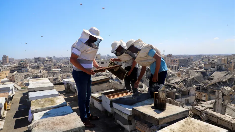 Gazze'de Arıcılık Meslek Tarihe Karışıyor: 30 Bin Kovandan Geriye 700 Tane Kaldı
