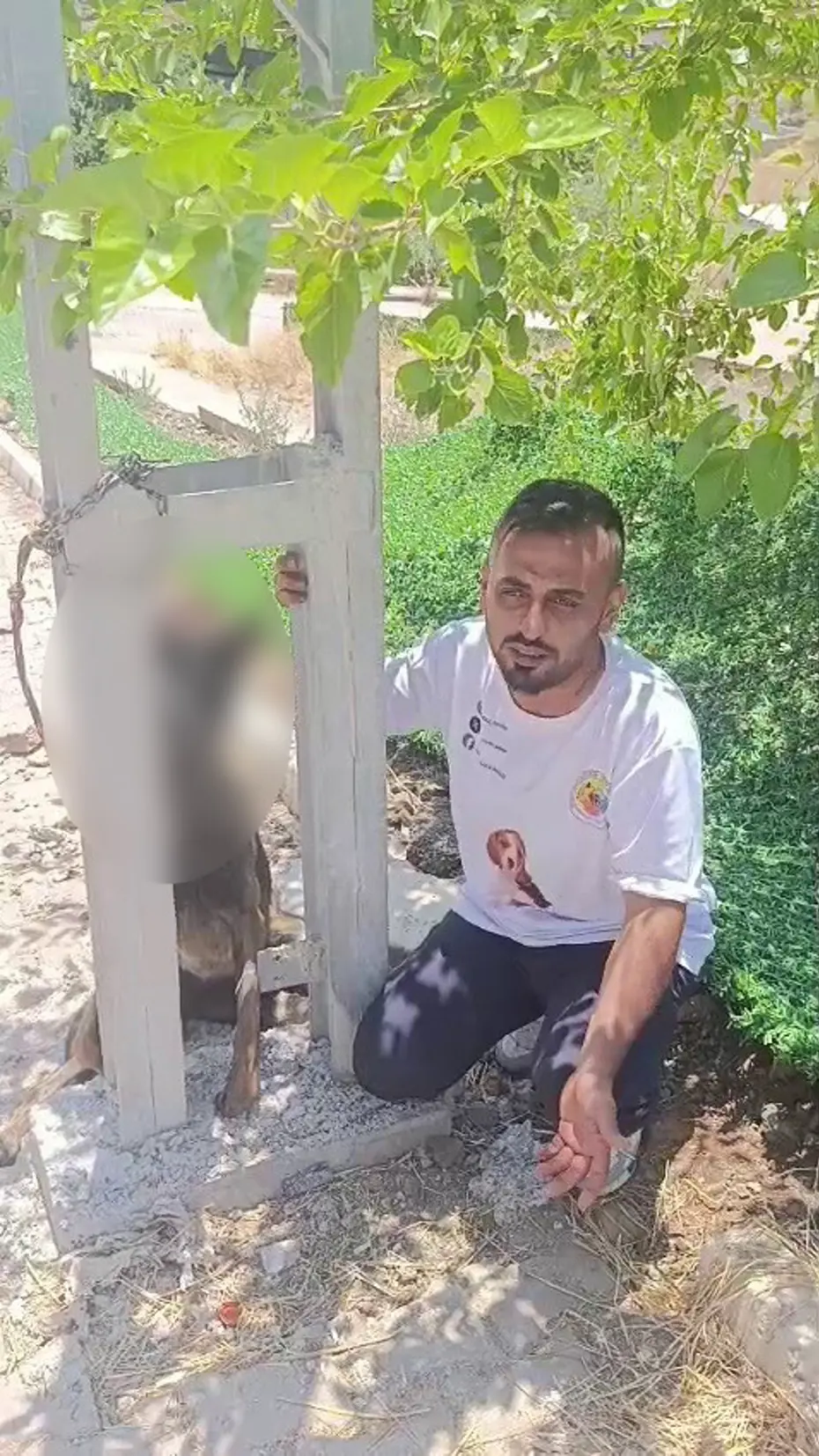 Hatay'da Büyük Vahşet: Sahipli Köpek Zehirlenip Direğe Asıldı
