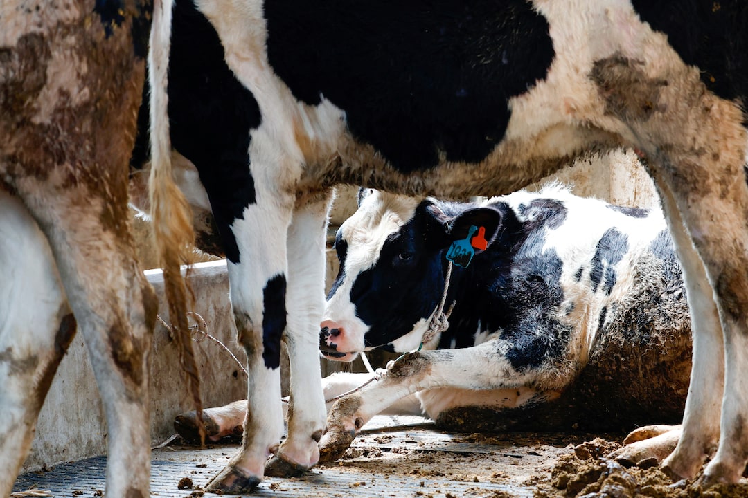 Hindistan'da Şoke Eden Olay: İnek Elektrik Akımına Kapıldı, Köylüler Trafolara Saldırdı