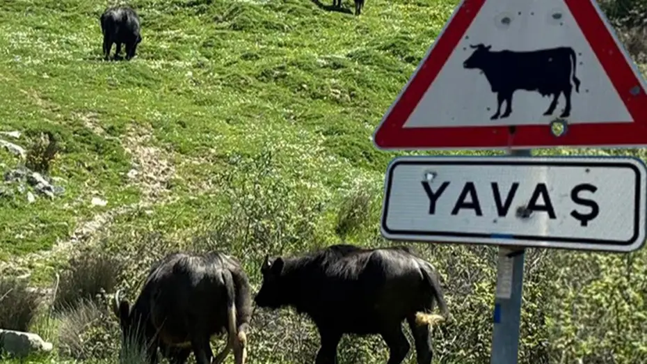 İstanbul'un Siyah İncileri: Manda Yetiştiriciliğinde Kaybolan Meralar ve Gelecek Kaygısı