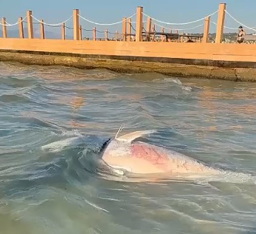 İzmir'de Orkinos Ölümleri: Yetkililerden Hayati Uyarı