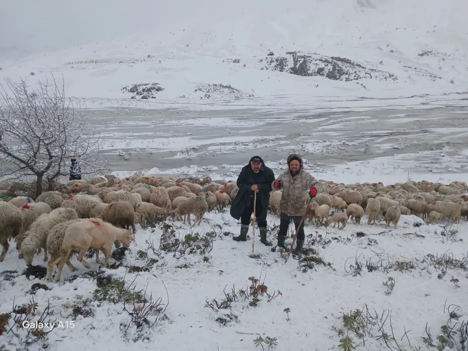 Isparta'da Korku Dolu Anlar: 650 Küçükbaş Hayvan ve 2 Çoban Yaylada Mahsur Kaldı
