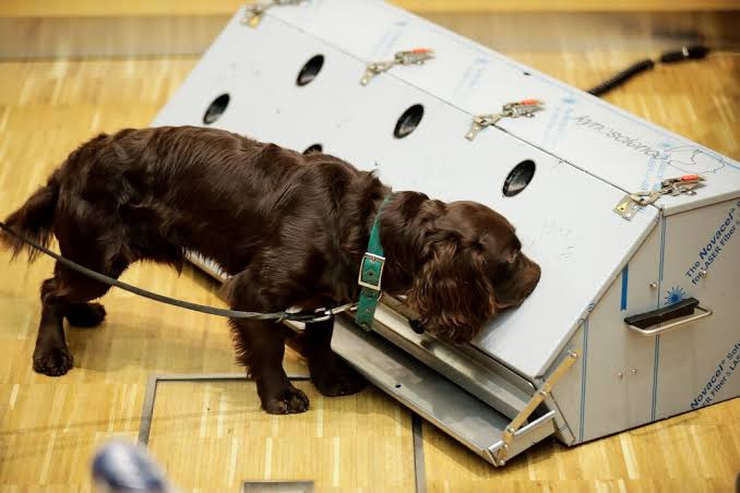 Kanser Teşhisinde Devrim Niteliğinde Yöntem: Köpekler ve Yapay Zeka İş Başında