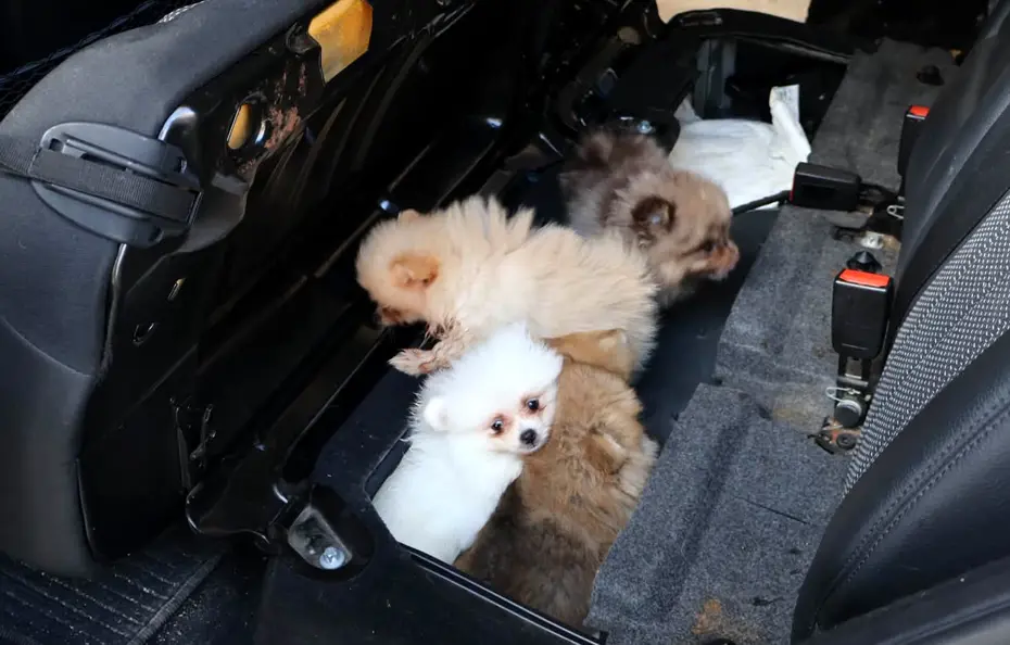 Kapıkule'de Kaçakçılık Girişimi: Koltuk Altında Yavru Köpekler Bulundu