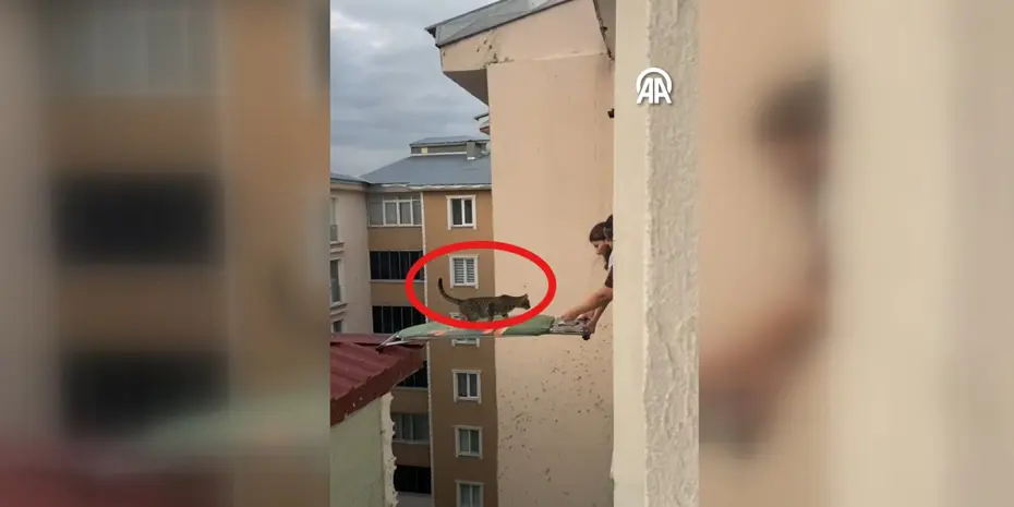 Kars'ta Hayat Kurtaran Yaratıcılık: Çatıda Mahsur Kalan Kedi Ütü Masasıyla Kurtarıldı