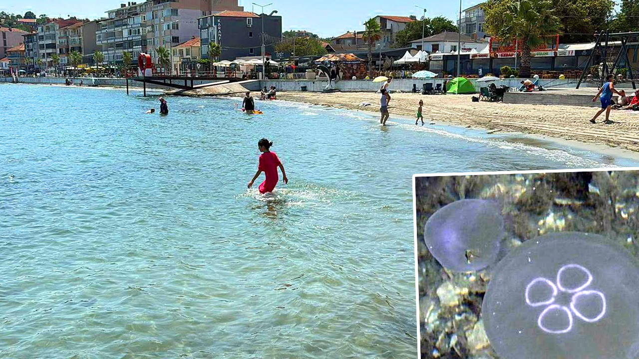 Marmara'da Denizanaları Arttı: Uzmanlardan Temas Uyarısı ve Alınması Gereken Önlemler