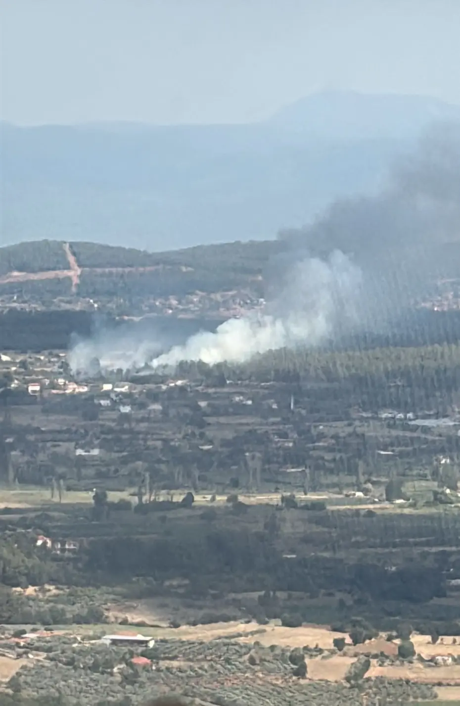 Muğla'da Orman Yangını: Havadan ve Karadan Yoğun Müdahale