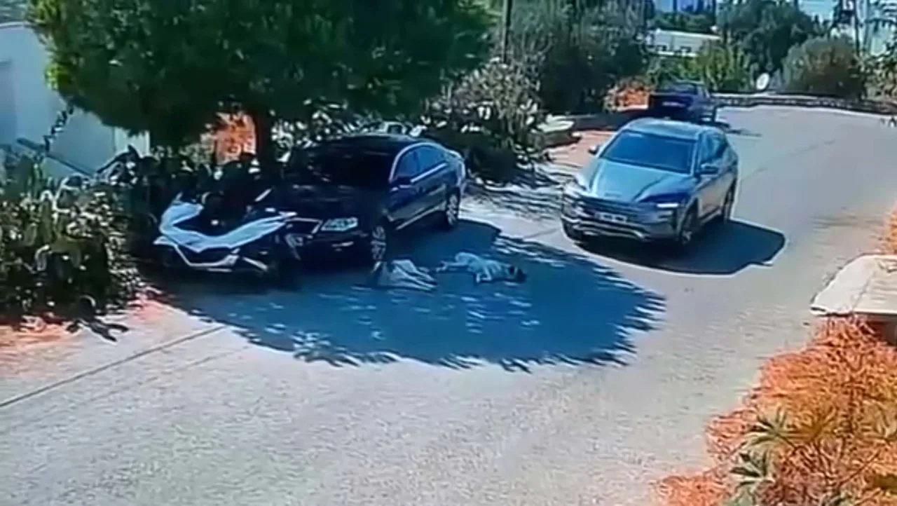 Bodrum'da Vicdansızlık: Otomobille İki Köpeğin Üzerinden Geçip Gitti