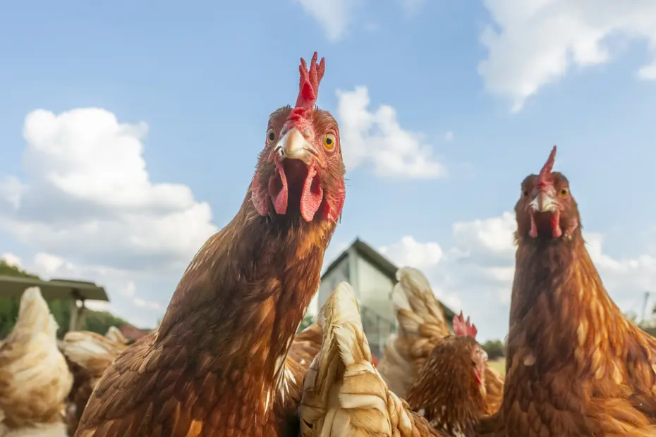 Organik Yumurta Hakkında Ezber Bozan Araştırma: Çevreci Sanılıyordu
