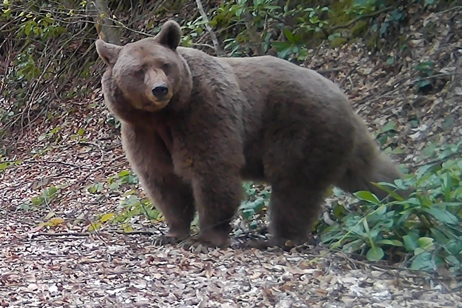 Sakarya’nın Zengin Yaban Hayatı Fotokapanlara Yansıdı