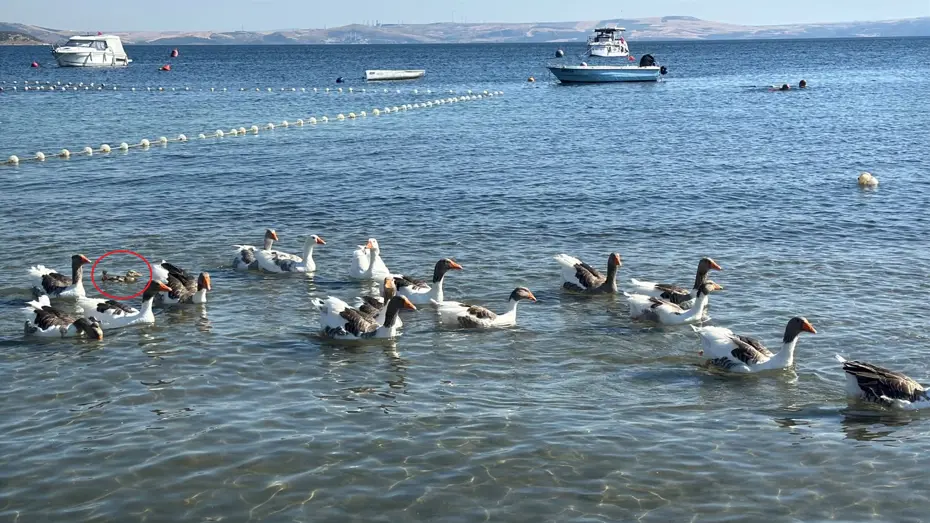 Sartli Tahliye Edilen Kazlar Sahillere Dondu: Minik Ordege Koruyucu Aile Oldular