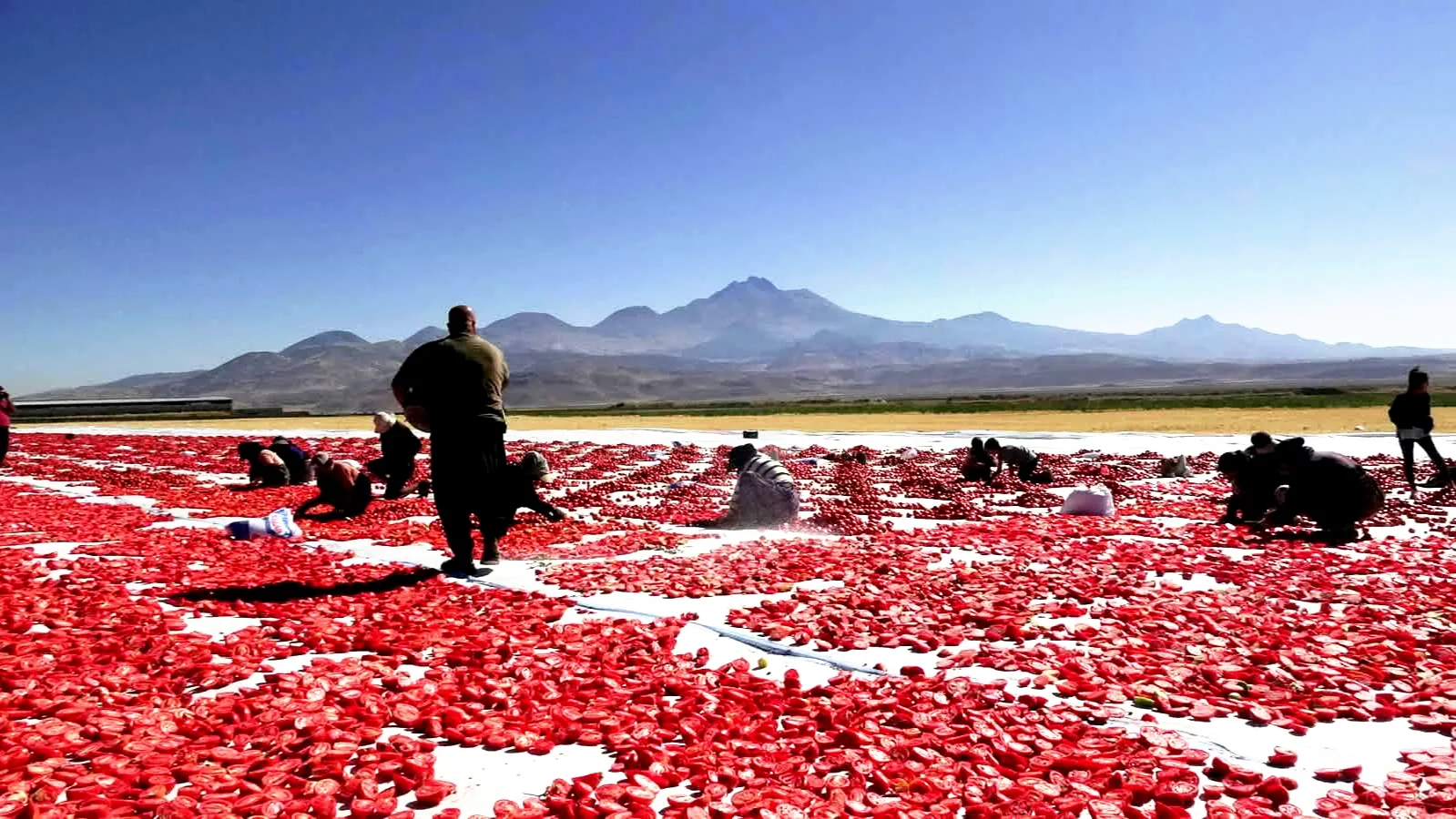 Erciyes’in Eteklerinde Kurutulan Domatesler İtalya’da Pizzalara Lezzet Katıyor