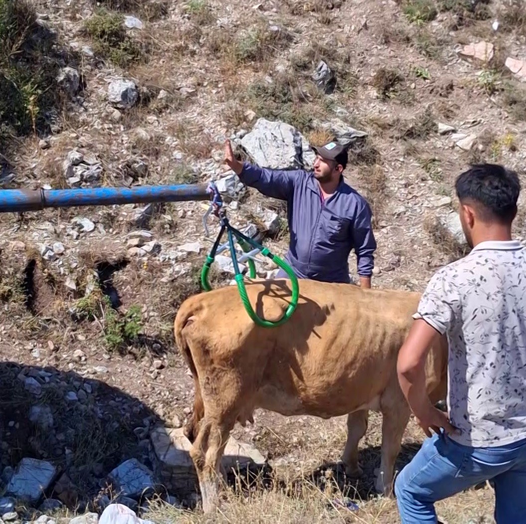 Sivas'ta 7 Aylık Gebe İnek Çukura Düştü: Sevindiren Kurtarılma Operasyonu
