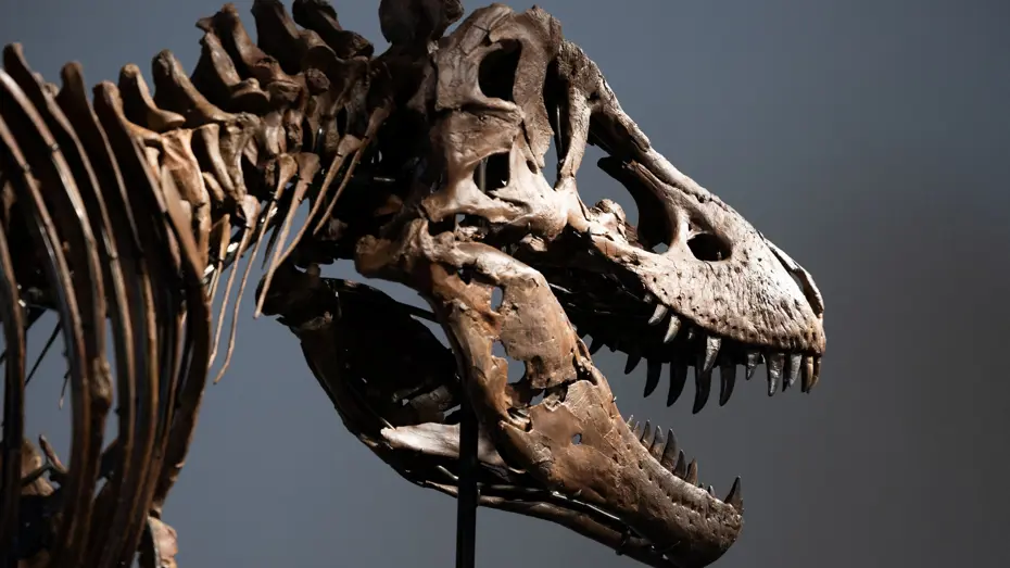 T-Rex İskeleti Gus Müzayedede Rekor Fiyatla Satıldı