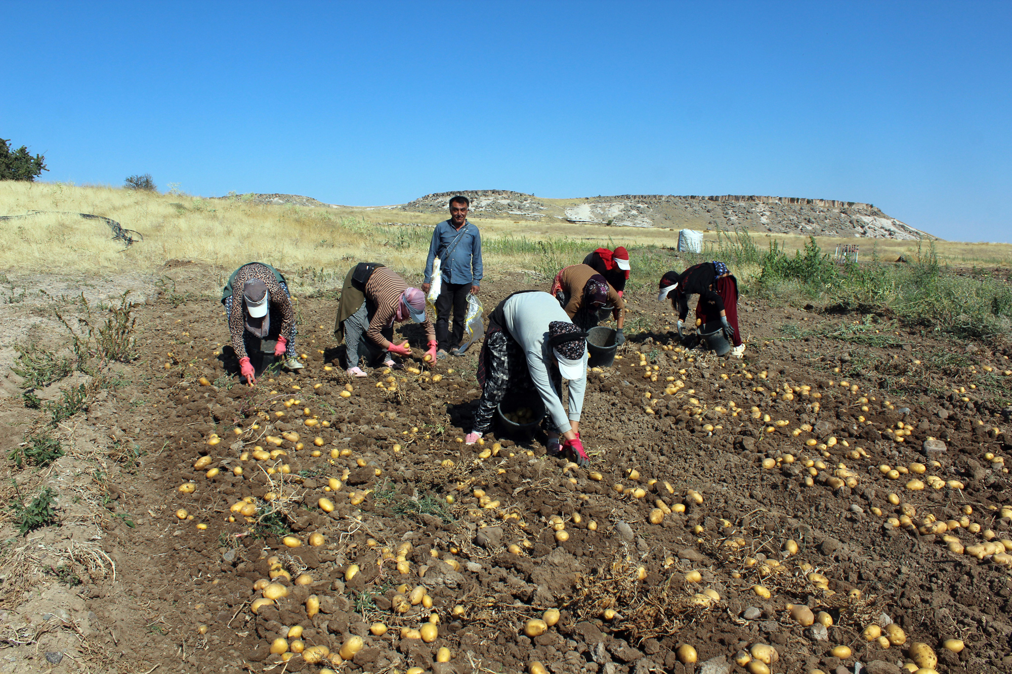 Tarlada 10 Lira Olan Patates Pazar ve Markette 40 Liraya Satılıyor