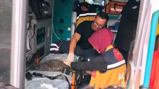 Yangında Dumandan Etkilenen Duman İsimli Kedi ve Yavruları Hayata Döndürüldü