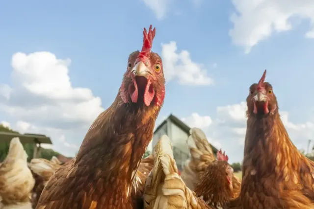 Organik Yumurta Hakkında Ezber Bozan Araştırma: Çevreci Sanılıyordu