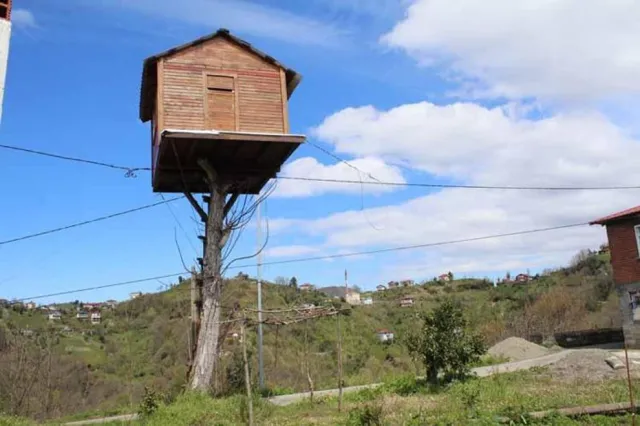 Rize'de Çocukluk Hayali Gerçek Oldu: 7 Metre Yükseklikte Ağaç Ev