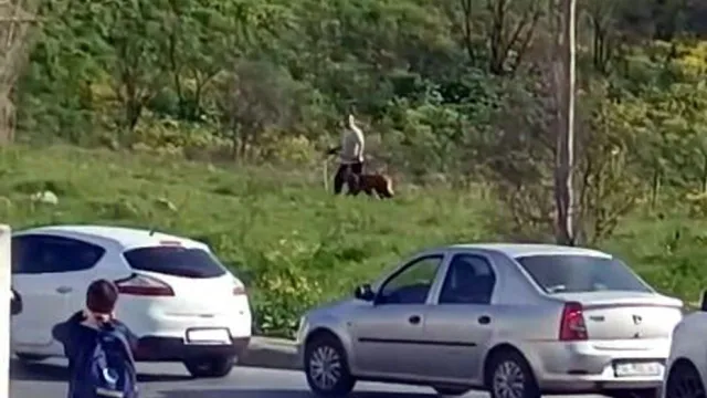 Avcılar'da Köpeğe Acımasız Şiddet: Sosyal Medyada Tepki Çığ Gibi