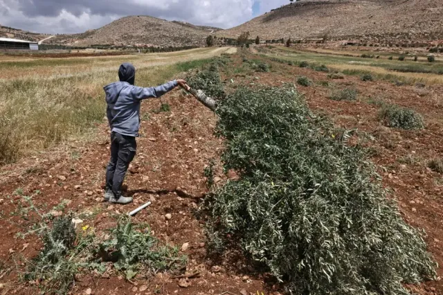 Batı Şeria'da Gerilim Tırmanıyor: Yerleşimcilerden Zeytin Ağaçlarına Saldırı