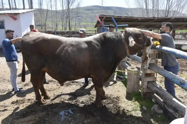 Sivas'ta Dev Kurbanlık Poyraz: 1 Ton 180 Kiloluk Ağırlığıyla Göz Kamaştırıyor