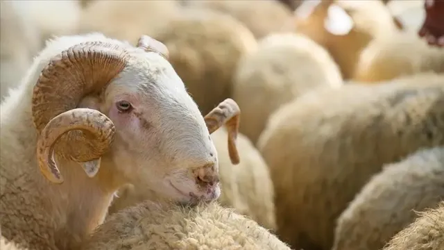 2026 Kurban Bayramı Tatili Ne Zaman? Bakan Ersoy'dan 9 Gün Açıklaması
