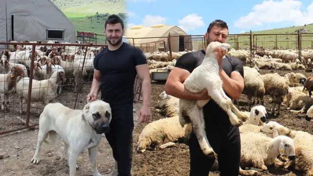 Uzman Çavuşluğu Bırakıp Köyüne Döndü: Sürüsünü 13 Kata Çıkardı