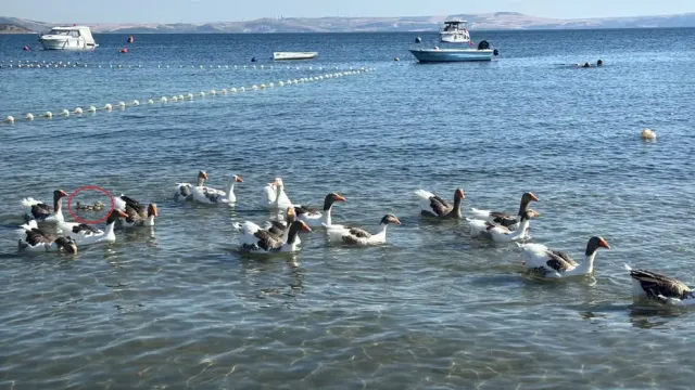 Sartli Tahliye Edilen Kazlar Sahillere Dondu: Minik Ordege Koruyucu Aile Oldular