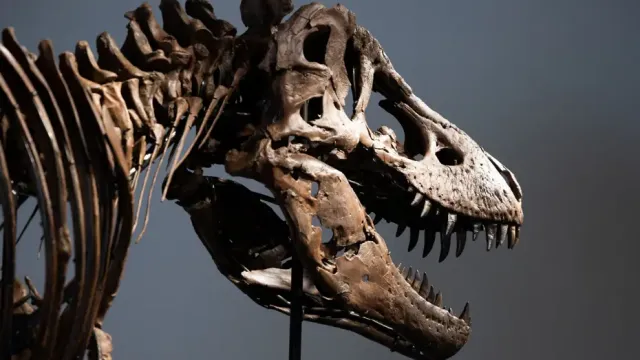 T-Rex İskeleti Gus Müzayedede Rekor Fiyatla Satıldı
