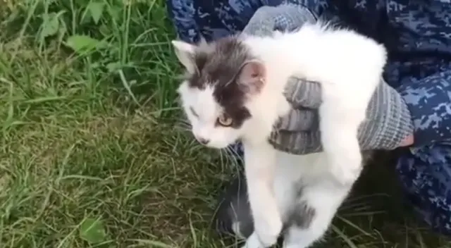 Cezaevine Kedi Üzerinden Uyuşturucu Sevkiyatı Girişimi