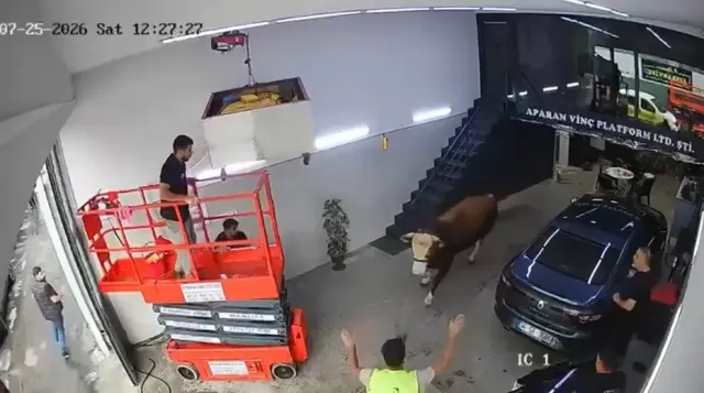 Ümraniye'de Kaçan Boğa Dükkana Girdi! Sanayi Sitesinde Panik Dolu Anlar Kamerada