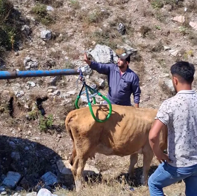 Sivas'ta 7 Aylık Gebe İnek Çukura Düştü: Sevindiren Kurtarılma Operasyonu