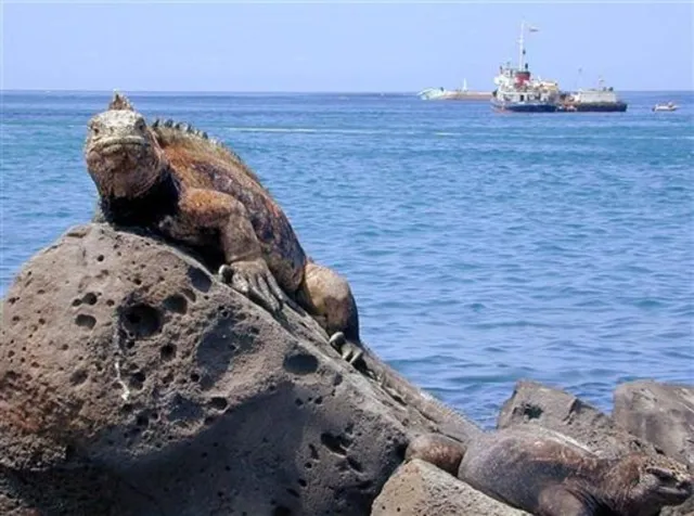 Galapagos'un Nadir Canlılarını Kaçırmaya Çalışan Kadın Ekvador'da Tutuklandı