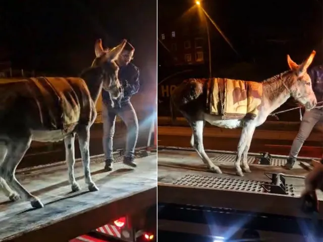 Ankara’da Şaşırtan Olay: Kaybolan Eşeği Çekiciyle Otoparka Götürdüler