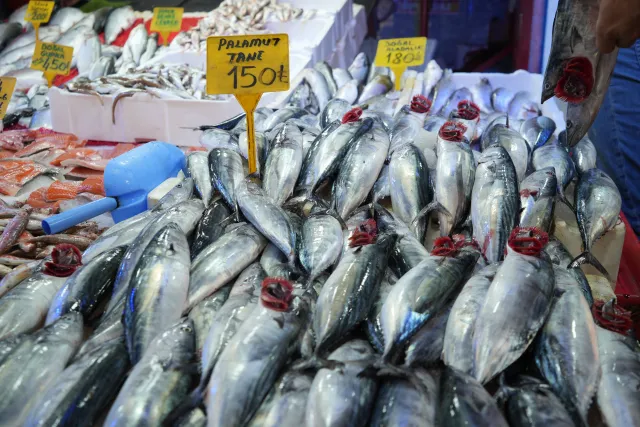 Karadeniz'de Sezonun İlk Günü: Palamut Tezgahları Şenlendirdi
