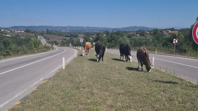 Zonguldak'ta Başıboş Hayvan Tehlikesi: 17 Gün Önce 6 Kişi Yaralanmıştı