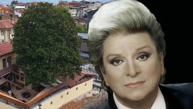 Zeki Müren'in Manolyam Şarkısına İlham Veren 300 Yıllık Ağaç Koruma Altında
