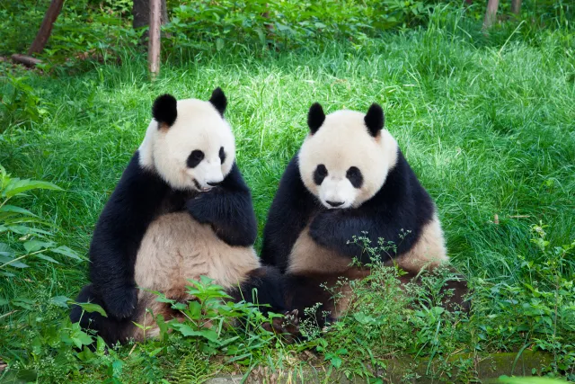 "Panda diplomasisi" yeniden... Çin'den ABD'ye 2 dev panda