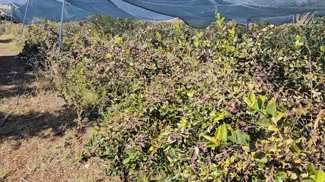 En güçlü antioksidan kaynaklarından biri. Tek tek elle toplanıyor