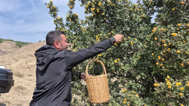 Doğada kendiliğinden yetişiyor. Vücuttaki zararlı toksinleri temizliyormus
