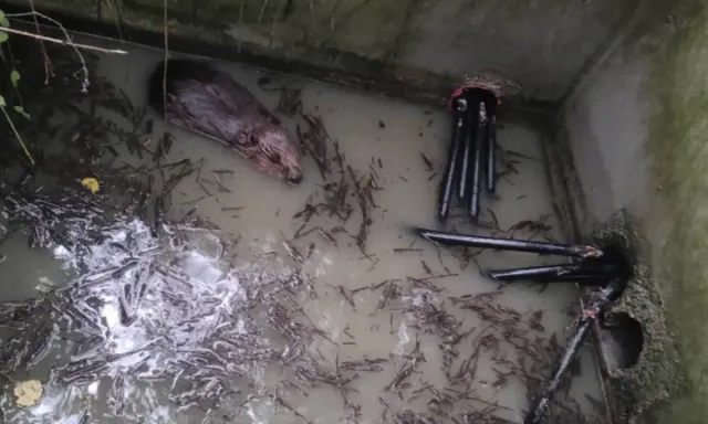 Kunduz kabloları kemirdi, bin 600 hane elektriksiz kaldı